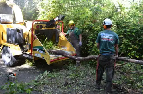 tree services Apollo Beach